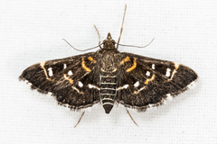 Diathrausta