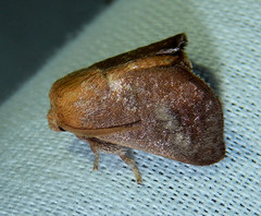 Isa textula