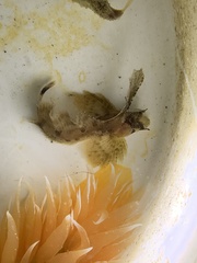 Nautichthys oculofasciatus