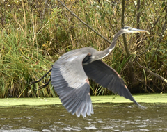 Ardea herodias