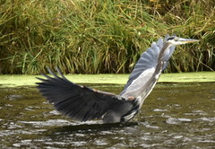 Ardea herodias