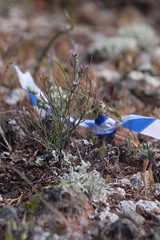 Sibara filifolia
