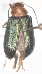 Metaxyonycha salvini