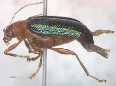 Metaxyonycha salvini