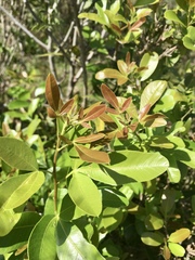 Lithraea brasiliensis