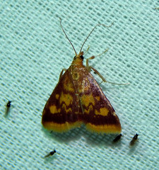 Pyrausta acrionalis