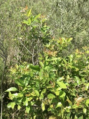 Lithraea brasiliensis