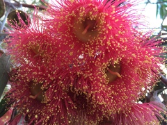 Eucalyptus caesia
