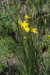 Bobartia macrocarpa