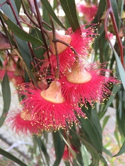 Eucalyptus caesia