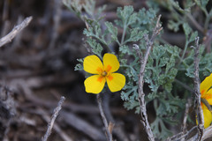 Eschscholzia ramosa