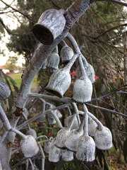 Eucalyptus caesia