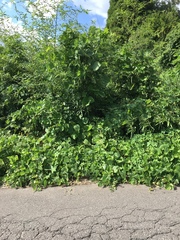 Pueraria montana lobata