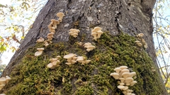 Pleurotus pulmonarius
