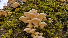 Pleurotus pulmonarius
