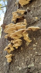 Pleurotus pulmonarius
