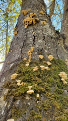 Pleurotus pulmonarius