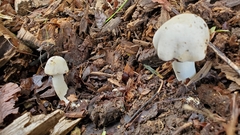 Agaricus xanthodermus