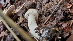 Agaricus xanthodermus