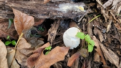 Agaricus xanthodermus