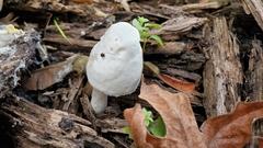 Agaricus xanthodermus