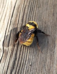 Bombus borealis image