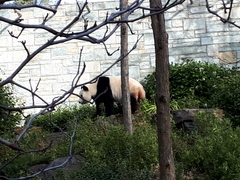 Ailuropoda melanoleuca