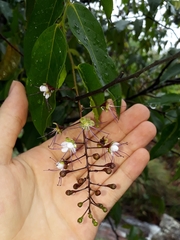 Hirtella gracilipes