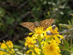 Carcharodus alceae