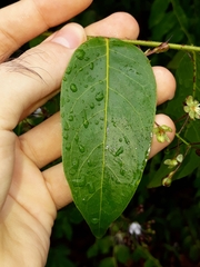 Hirtella gracilipes