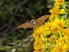 Carcharodus alceae