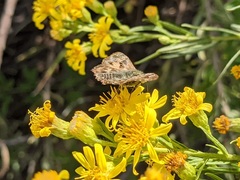 Carcharodus alceae