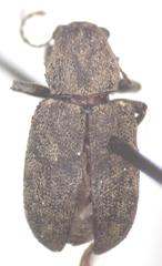 Myochrous coenus