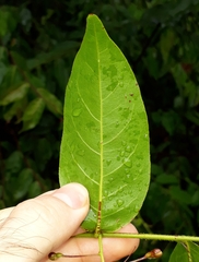 Hirtella gracilipes