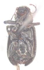 Myochrous coenus