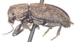 Myochrous coenus
