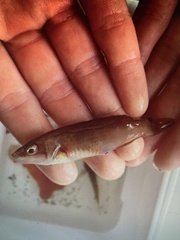 Ctenolabrus rupestris