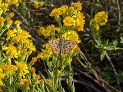 Carcharodus alceae
