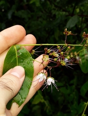 Hirtella gracilipes