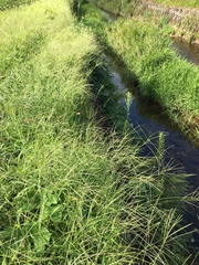 Pueraria montana lobata