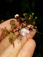 Hirtella gracilipes