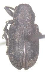 Myochrous elachius