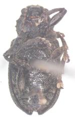 Myochrous elachius
