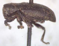 Myochrous elachius