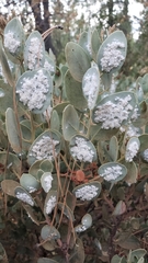 Puto arctostaphyli