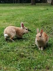 Oryctolagus cuniculus