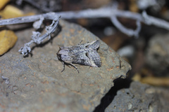 Abrostola canariensis