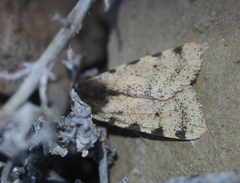 Canararctia rufescens