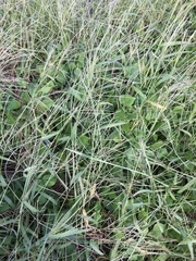 Vigna angularis nipponensis