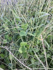 Vigna angularis nipponensis